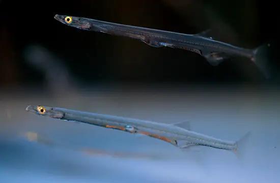 兴凯湖:原我国最大淡水湖,为经济引进大银鱼,20年后却