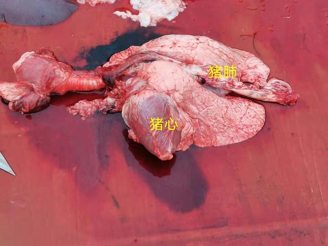 猪的解剖图
