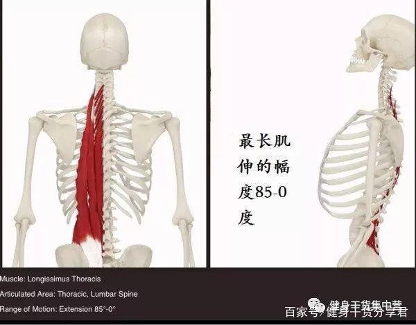 竖脊肌!人体600多块肌肉中最脆弱的一个,没有之一