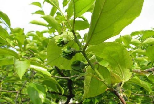 农村到处都是柿子树,都知道柿子好吃,但却忽略了柿子叶的功效!