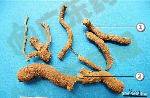 「专业鉴别」断肠草和五指毛桃两者怎么辨别?