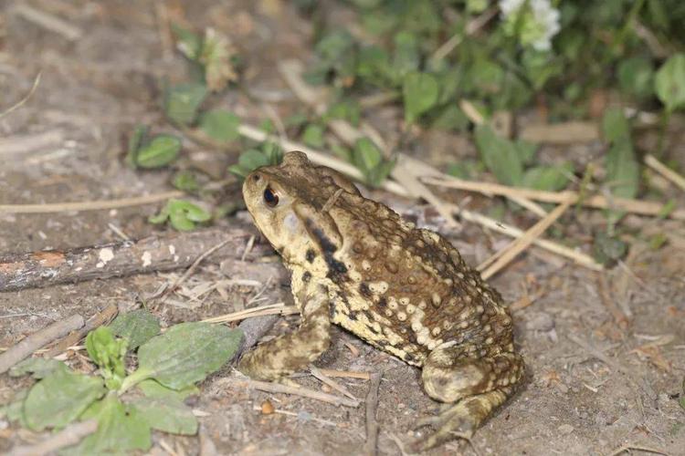中华大蟾蜍(摄影:小米老师)