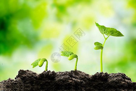 背景  |                         春天小树苗