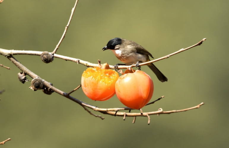 小鸟吃柿子的故事
