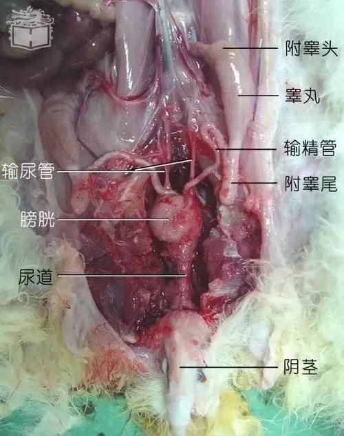 给大家分享一些兔子解剖图片,胆小勿入