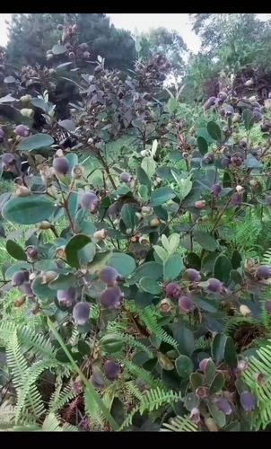 高山之草原小水果子地菍棯子小水果