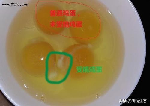 有了公鸡和母鸡才能"鸡生蛋,蛋生鸡"