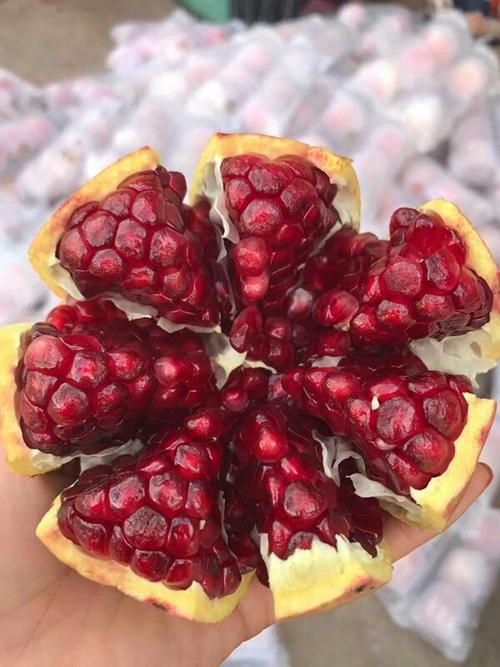 突尼斯软籽石榴成熟了