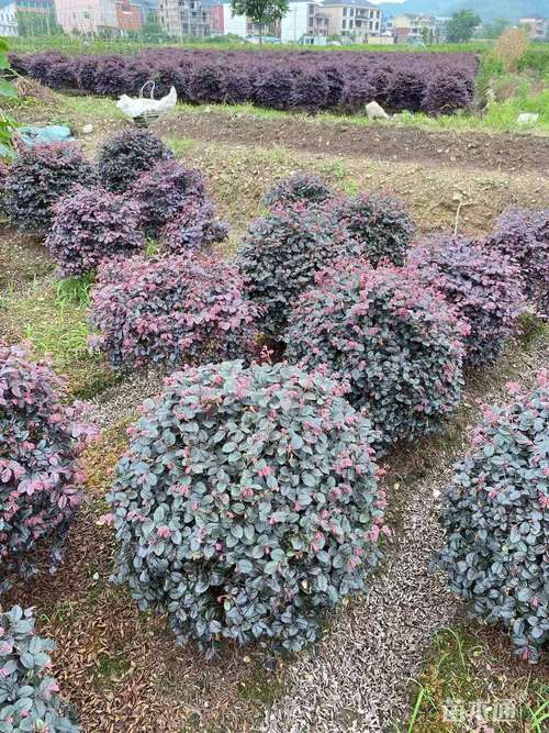 冠幅60厘米红花继木球