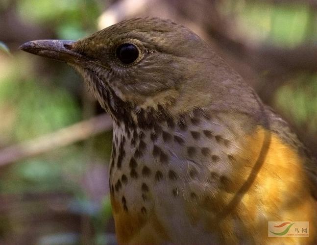 (灰背鸫)乌灰鸫雌鸟 - 林鸟版鸟网