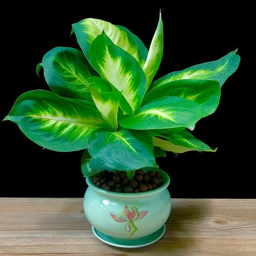 喜欢如意银皇后 植物 室内的还喜欢