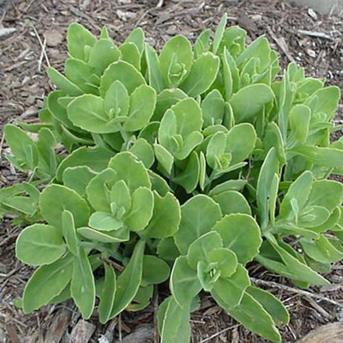 八宝景天对土壤要求不严,耐瘠薄干旱,抗盐碱性强.