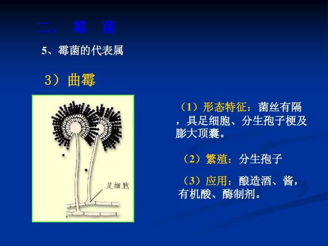 二, 霉 菌 5,霉菌的代表属 3)曲霉 (1)形态特征:菌丝有隔 ,具足细胞