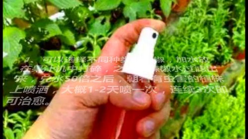 自制花草杀虫剂,都是最常见的东西制作