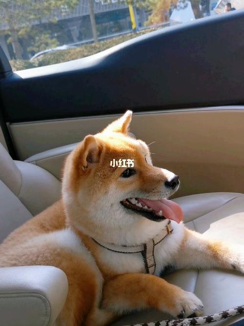 阳光下的毛毛是金色的_柴犬_宠物_狗