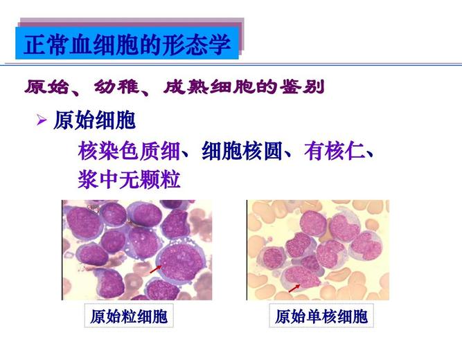 正常血细胞形态ppt