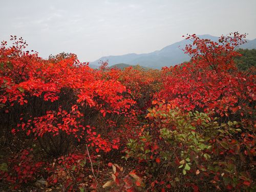 确山县竹沟镇西王楼鸡窝山红叶彩林