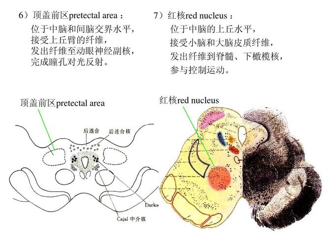 无忧文档 所有分类 高等教育 医学 哈医大解剖课件脑干ppt  6)顶盖前