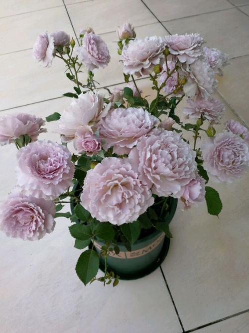 蜻蜓是一种植株不大,但是很强壮的的月季花,你看它的花朵,这么大