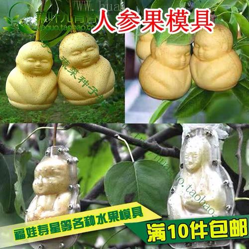 【榔梅】《西游记》中那么金贵的"人参果",怎么可能是