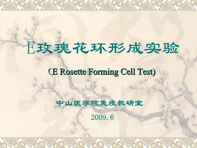 e玫瑰花环形成实验.ppt 14页