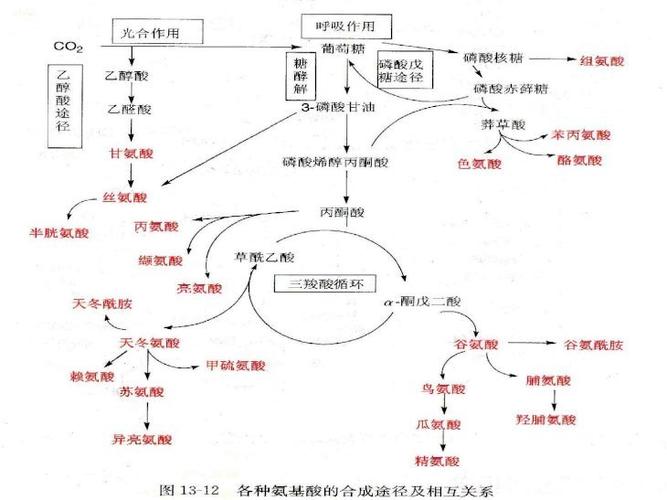 第十章 氨基酸代谢