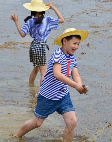 插秧体验浑水摸鱼田间拔河范贝教育有创意的亲子活动