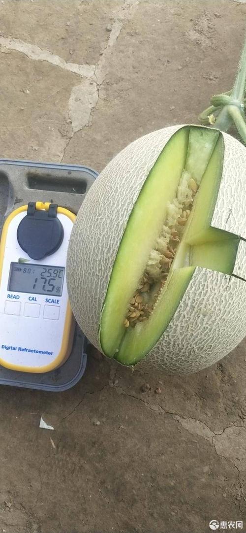 [网纹瓜批发]山东烟台海阳网纹瓜海南玫珑口口蜜甜瓜