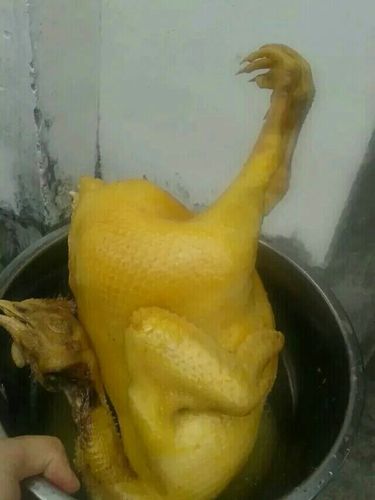 原生态纯散养黄皮阉鸡