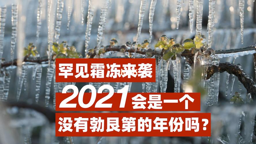 罕见霜冻来袭_春天去哪玩_葡萄酒_霜冻前夜_资讯_民生