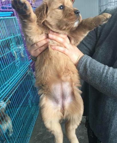 金毛公母都有抱窝优惠