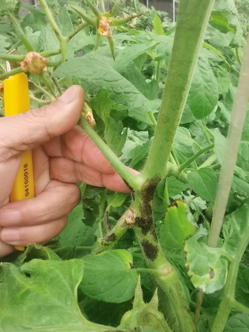 番茄细菌性斑疹病图片