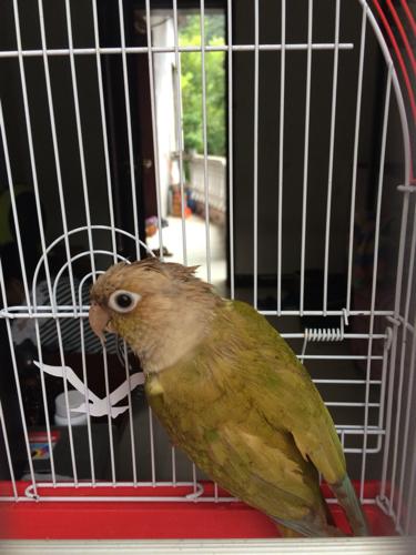 请看看这小太阳肉桂鹦鹉鸟.几个月大?谢谢了!