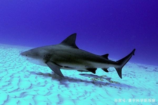 世界上9大最危险的鱼类排名,大白鲨只能排第三