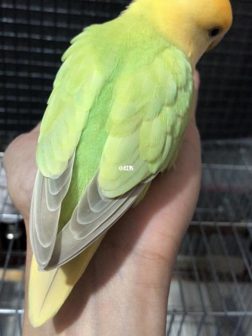 牡丹鹦鹉40多种日常常见疾病治疗!一