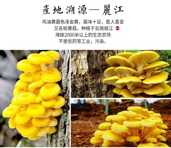 新鲜鸡油黄菌 2斤榆黄菇金顶蘑侧耳菇玉皇蘑食用菌黄丝菌火锅食材