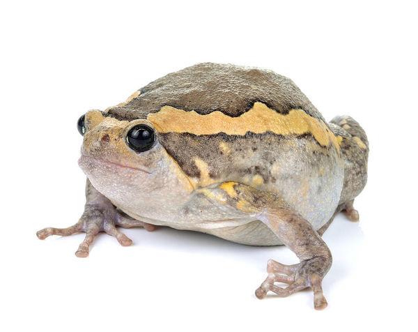 圆胖,青蛙,白色背景,背景
