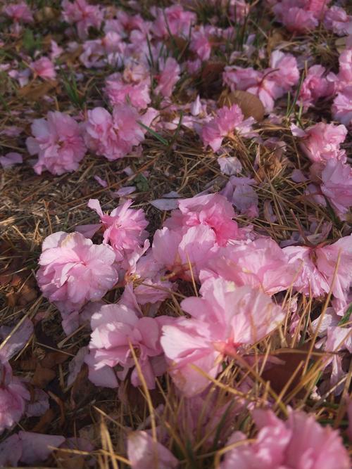 花开花落