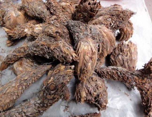 有一种山上长的草药叫乌鸡头,请问叶子和根是什么样子