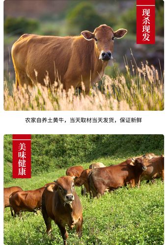 热卖新鲜牛尾正宗黄牛整根牛尾巴牛尾骨农家散养牛排生牛肉满5斤包邮