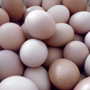 白壳蛋批发