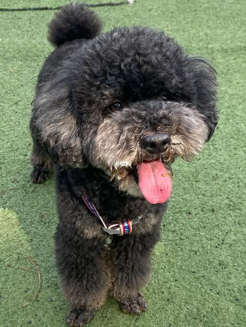 蒙娜丽莎铁包金的微笑