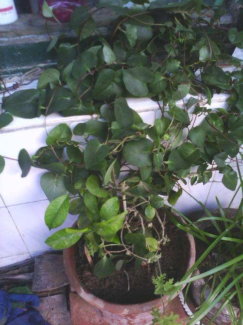 这种是三七吗?是什么品种?有何功效?