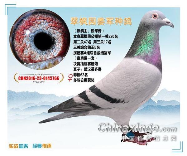 翠枫园姜总铭鸽图集-2_公棚动态_贵州翠枫园赛鸽中心