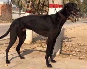 cctv qj23,900005761104681 - 格力犬yy--格力犬中英