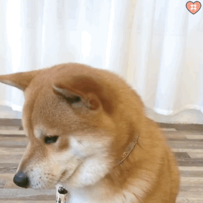 可爱柴犬表情包动图小柴柴戴上达菲帽更可爱了