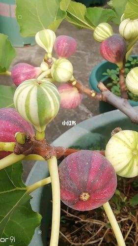 无花果bnr_无花果_美食_美食展示_食材展示