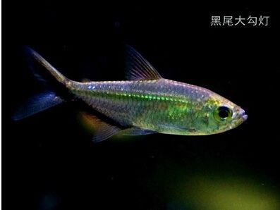 黑尾大勾 灯鱼 热带鱼 观赏鱼 活体 大勾鱼 很好养 群游很美 包邮