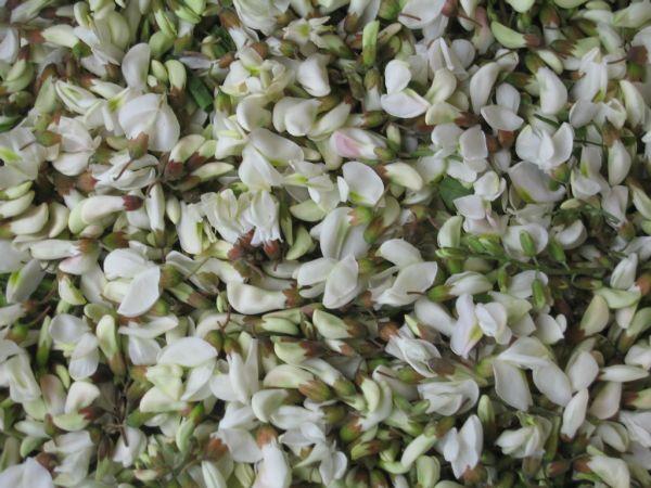 供应2013年产优质脱水洋槐花