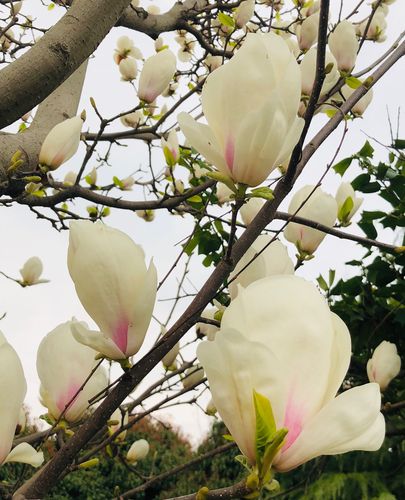 木兰花,又名辛夷,紫玉兰,木笔.